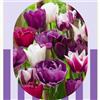 VIRIDIMANIA Bulbi di Tulipani | Bulbi provenienti dai migliori produttori Olandesi | Esclusiva selezione e controllo qualità | Fioritura garantita. (15 Bulbi di Tulipani VIOLA e BIANCHI)