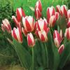 VIRIDIMANIA Bulbi di Tulipani | Collezione Varietà Esclusive da Autunno a Primavera | Alta Qualità e Controllo Selezionato | Fioritura Garantita (10 Bulbi di Tulipani FLORESTA)