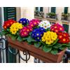 Generico Primula Miscuglio 200 Semi - Primule Multicolore, Fiori Ornamentali dai Colori Vivaci per Vaso, Fioriera, Aiuole, Bordure, Balcone e Giardino