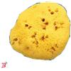 FARMACARE SRL SPUGNA NAT FORI L 10/11CM 7