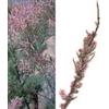 HERBOPLANET Hs211 Tamaris Compositum 50ml