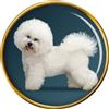 Cane Bichon Tenerife Distintivo di Lapel Pin