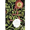 Nathaniel Hawthorne The Scarlet Letter (Tascabile) Modern Library Classics