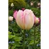 Floriana-Bulbose Bulbi da Fiore (10 X Tulipano ANGELIQUE)