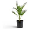 Vivaio di Castelletto Palma di San Pietro (Chamaerops humilis) - Palma Nana Mediterranea in Vaso Ø18 cm h 40/60 cm - Pianta Ornamentale da Esterno Vivaio di Castelletto