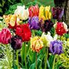 Floriana-Bulbose Bulbi da Fiore (20 X Tulipani PAPPAGALLO in miscuglio - PARROT MIX)