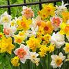 Floriana-Bulbose Bulbi da Fiore (5 X Narcisi a fiore grande MIX)