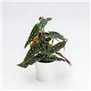 le Georgiche Vivai le Georgiche - Pianta vera di Begonia maculata Wightii - vaso Ø 12 cm