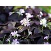 Floriana-Bulbose Bulbi da Fiore (15 X Oxalis triangularis)
