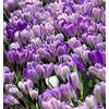 Floriana-Bulbose Bulbi da Fiore (10 X Crocus vernus PICKWICK)