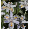 Floriana-Bulbose Bulbi da Fiore (3 X Iris japonica)