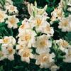 VIRIDIMANIA Bulbi da Fiore Autunnali Olandesi | Selezione di Bulbose a Fioritura Primaverile | Ottima Qualità e Fioritura Garantita (1 Bulbo di LILIUM CANDIDUM)
