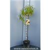 SAVINI VIVAI L'ARTE DI FARE NATURA SAVINI VIVAI Pianta di Pesco Percoco Baby Gold Piante da Frutto Albero di Pesca in Vaso 22-24 cm 2-3 Anni Altezza 130-150 cm Made in Italy