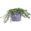 eGarden.store - Pianta vera di Verbena X Hybrida Altezza 10 cm Diametro vaso: 14 cm - Pianta fiore lilla tappezzante da coltivare in vaso in piena terra