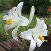 Floriana-Bulbose Bulbi da Fiore (1 X Lilium candidum - Giglio della Madonna)