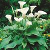 Floriana-Bulbose Bulbi da Fiore ALTA QUALITA' per fioritura PRIMAVERILE - ESTIVA - AUTUNNALE (2, Calla Bianca - Zantedeschia aethiopica)