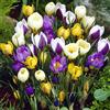 Floriana-Bulbose Bulbi da Fiore (30 X Crocus botanici MIX)