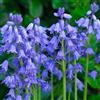 Floriana-Bulbose 10 Bulbi da Fiore (Hyacinthoides non-scripta BLUE BELLS)