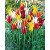 Floriana-Bulbose Bulbi da Fiore (10 X Tulipani a FIORE DI GIGLIO in miscuglio - Liliumformis MIX)