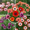 Florium Papaveri Orientali Papaver Orientale Rustici Perenni - 5 Radici | Papaver orientale dall'Olanda, bianco, rosso, rosa, viola, perenne, fioritura maggio-giugno (senza semi)