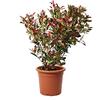 KENTIS - Photinia Fraseri Robusta Compacta - Piante Vere da Esterno Resistenti - Pianta da Siepe Ornamentale per Giardino - H 80-100 cm Vaso Ø 24 cm