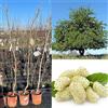 SAVINI VIVAI L'ARTE DI FARE NATURA SAVINI VIVAI Pianta di Gelso Bianco Piante di Frutti di Bosco Albero in vaso 22-24 cm Altezza 130-150 cm Made in Italy