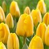 Floriana-Bulbose Bulbi da Fiore (10 X Tulipano GOLDEN APELDOORN)