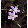 Floriana-Bulbose 30 Bulbi di Oxalis triangularis - Trifoglio bordeaux scuro - Fiore rosa e bianco (30)