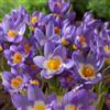 Floriana-Bulbose Bulbi da Fiore (12 X Crocus sieberi SUBLIMIS TRICOLOR)