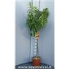 SAVINI VIVAI L'ARTE DI FARE NATURA SAVINI VIVAI Pianta di Pesco Bianco Maria Delizia Piante da Frutto Albero di Pesca in Vaso 22-24 cm 2-3 Anni Altezza 130-150 cm Made in Italy