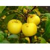 Vivaio di Castelletto Pianta di Malus sylvestris Melo selvatico in vaso ø19 cm h. 120/160 cm
