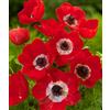 Floriana Bulbose 50 Bulbi Tuberi di Anemone coronaria HOLLANDIA bulbo-tuberi (50)