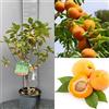 SAVINI VIVAI L'ARTE DI FARE NATURA SAVINI VIVAI Pianta Nana di Albicocco Piante da Frutto Nane Albicocca Albero in vaso 22-24 cm 2-3 Anni Altezza 100-110 cm Made in Italy