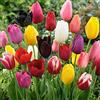 Floriana-Bulbose Bulbi da Fiore (20 X Tulipani CLASSICI in miscuglio - DARWIN MIX)