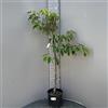SAVINI VIVAI L'ARTE DI FARE NATURA SAVINI VIVAI Pianta di Ciliegio Stella Piante da Frutto in Vaso 22-24 cm 2-3 Anni Altezza 130-150 cm Made in Italy