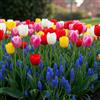 DUTCH BULBS EXCLUSIVE PLANTS FROM HOLLAN Tulipani & Muscari Bulbi Mix - 10 Tulipani + 30 Muscari | Perenni & Resistenti, Piante dall'Olanda, Fioritura Primaverile Colorata, Fioritura Primaverile (no semi, non artificiale)