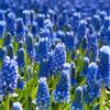 VIRIDIMANIA Bulbi da Fiore Autunnali Olandesi | Selezione di Bulbose a Fioritura Primaverile | Ottima Qualità e Fioritura Garantita (20 Bulbi di MUSCARI ARMENIACUM)