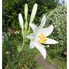 Floriana-Bulbose Bulbi da Fiore (2 X Lilium candidum - Giglio della Madonna)