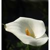 Floriana-Bulbose 3 Bulbi di CALLA BIANCA GIGANTE - Zantedeschia aethiopica - Bulbo Rizoma (3)