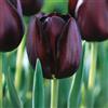 VIRIDIMANIA Bulbi di Tulipani | Collezione Varietà Esclusive da Autunno a Primavera | Alta Qualità e Controllo Selezionato | Fioritura Garantita (10 Bulbi di Tulipani QUEEN OF NIGHT)