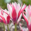 VIRIDIMANIA Bulbi di Tulipani | Collezione Varietà Esclusive da Autunno a Primavera | Alta Qualità e Controllo Selezionato | Fioritura Garantita (6 Bulbi di Tulipani PEPPERMINTSTICK)