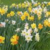 Floriana-Bulbose Bulbi di NarcisI misti - ALTA QUALITA' OLANDESE SELEZIONATA (50, Narcisi GROWER'S PRIDE in Miscuglio)