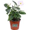 eGarden.store pianta di Dipladenia pianta da fiore di dipladenia da balcone pianta da fiore vera pianta in vaso di dipladenia venduta da eGarden.store (Bianco)