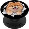 4PomeranianLovers Divertente Pomerania Sbirciando Carino Amante Del Cane Mamma Papà PopSockets PopGrip Adesivo