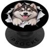 4PomskyLovers Divertente Pomsky Sbirciando Carino Amante Del Cane Mamma Papà PopSockets PopGrip Adesivo