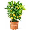 FLOB Limone Calamondino Pianta Vera a Spalliera - Agrume Ornamentale in Vaso Ø 14 cm, Altezza 45 cm - Pianta di Limone per Balcone, Terrazzo e Giardino