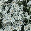 Generic stella alpina - giardino roccioso ornamentali decorazione autunnali 150semi