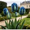 DFTKMJSY Assortimento di Tulipani Doppi Rari/Progettazione Paesaggistica da Giardino/Tulipani/Resistenti al Freddo-4 pcs-A