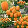 Florium Bulbi di tulipani 25 pezzi - semplici arancioni, rustici e perenni | Varietà Orange Passion, fiori dai toni caldi in aprile, bulbi dall'Olanda per giardino, aiuola, fioriera e balcone