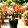 Generic Adenium obesum - Rosa del deserto precoce balcone ufficio estivi giardino balcone 1Rhizome